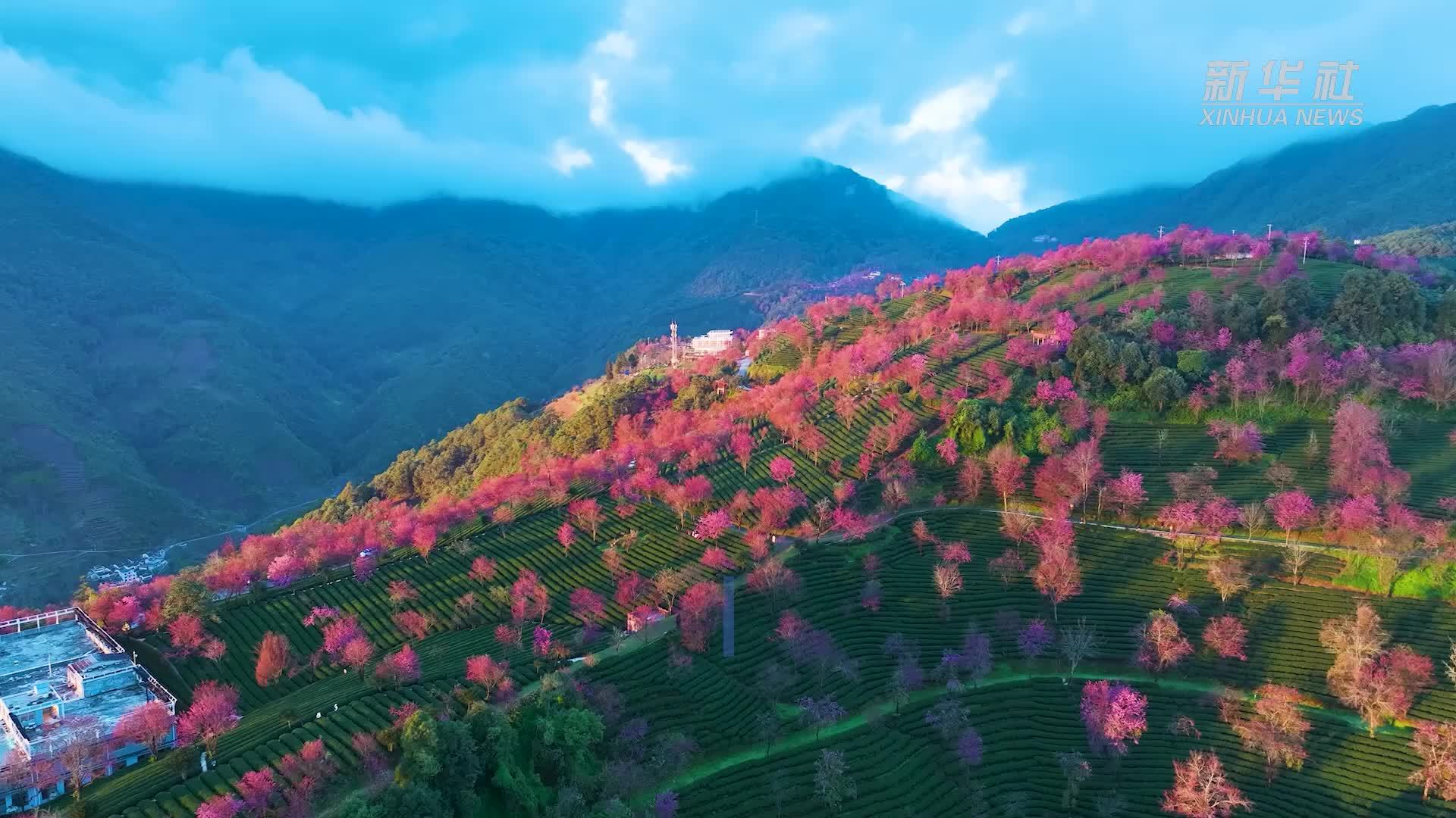 云南无量山樱花迎冬盛开