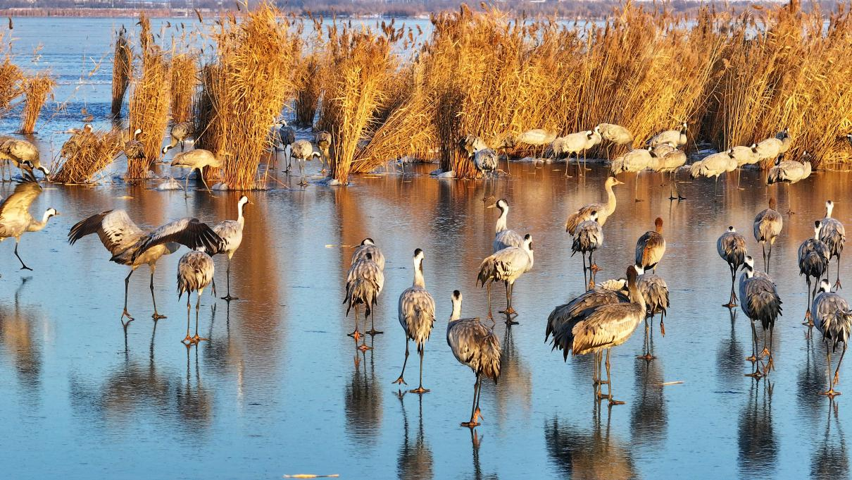 12月17日，鹤群在近岸芦苇荡中休息。刘宝林 摄
