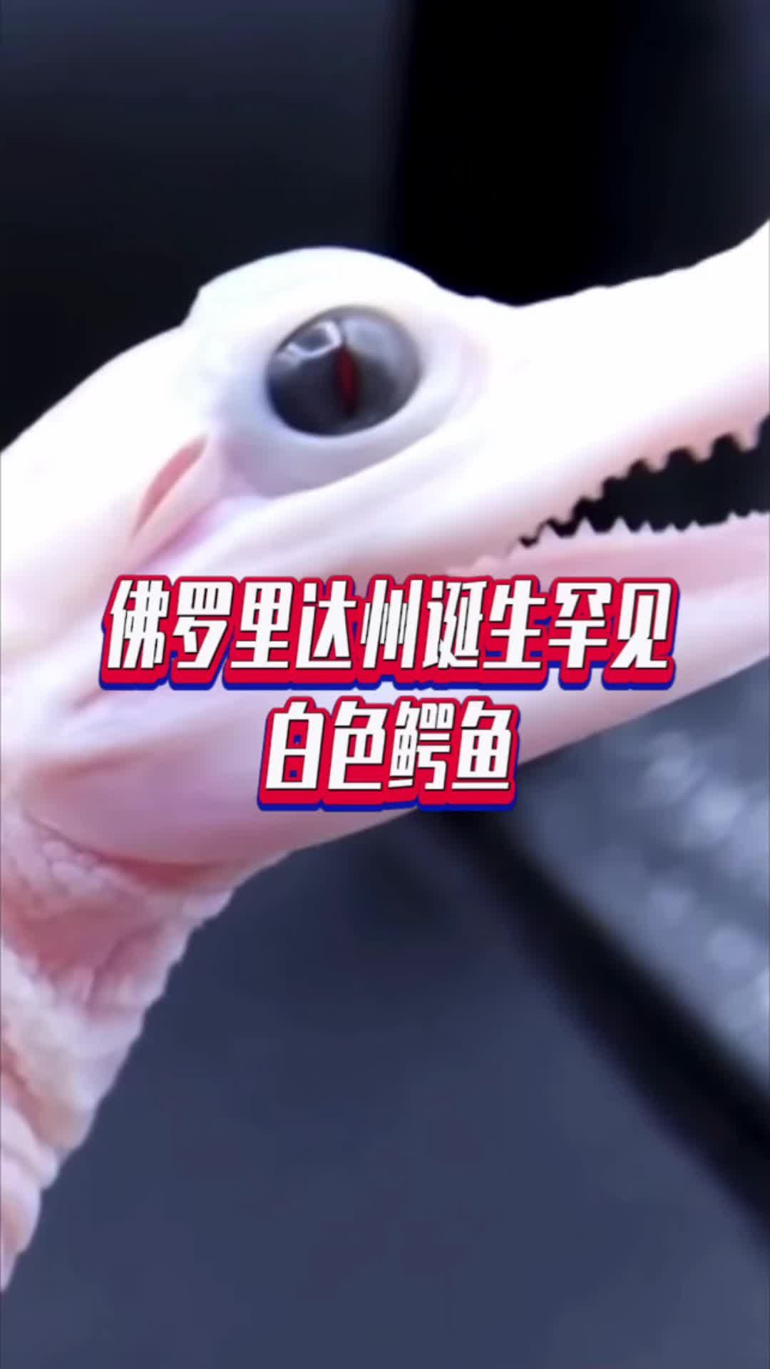佛罗里达州诞生罕见白色鳄鱼