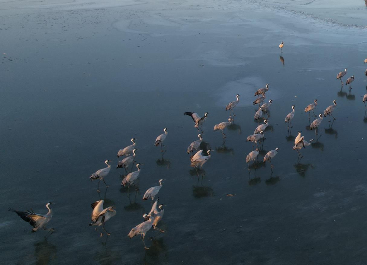 12月17日，鹤群结队飞落回冰上。王铁良 摄