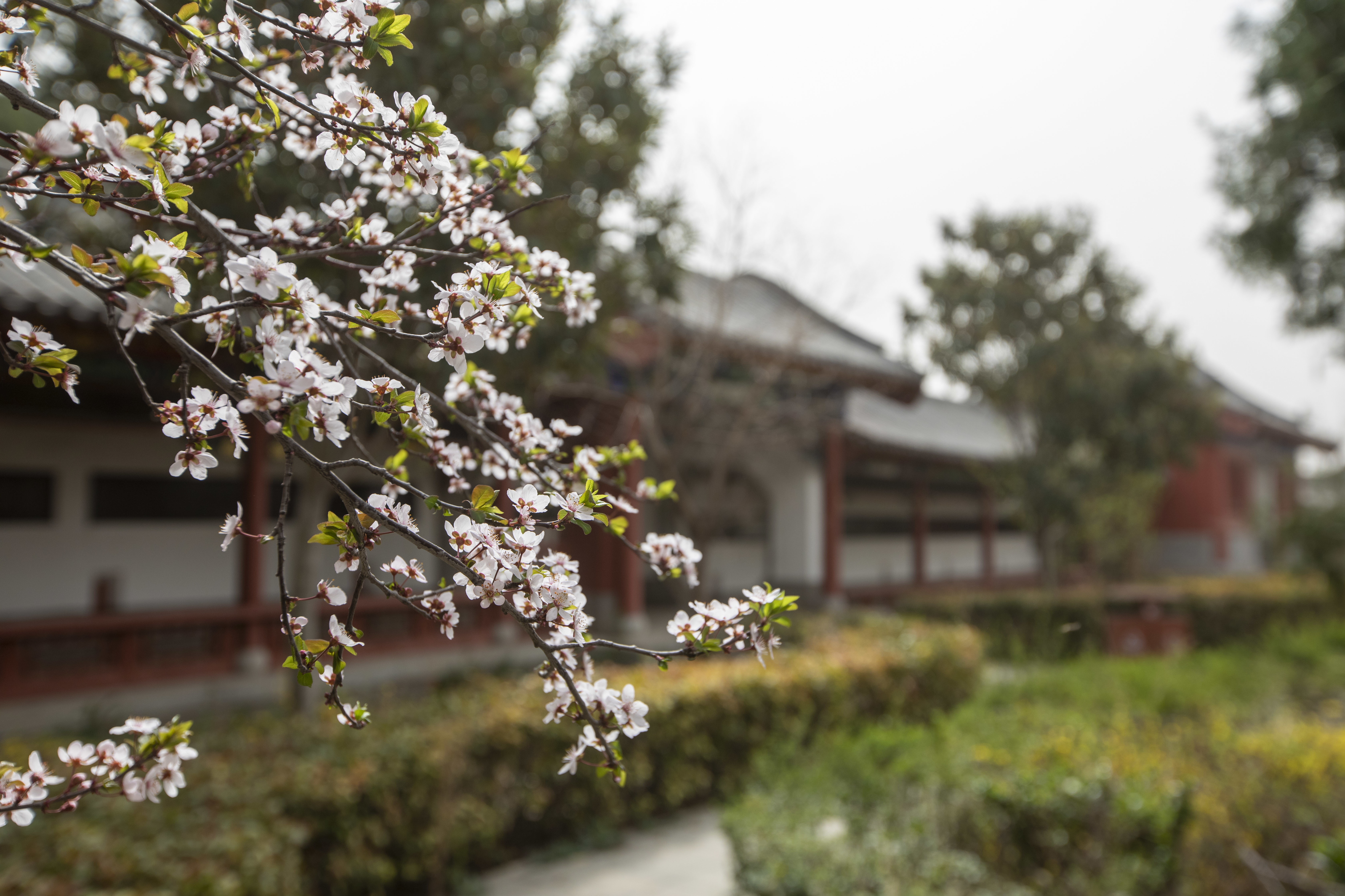 中国传统村落巡礼之九：苏坟寺村——因文豪而兴的村落
