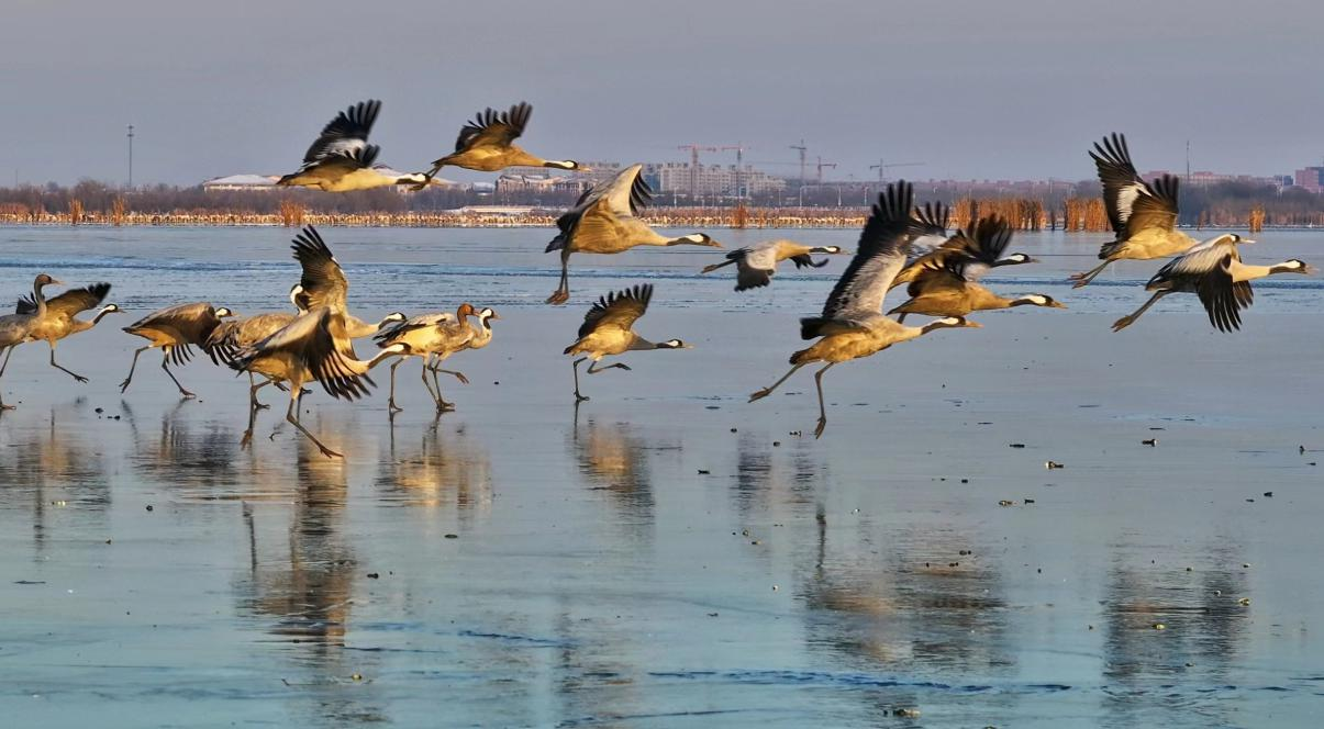 12月18日，鹤群飞舞在衡水湖“冰舞台”上。刘宝林 摄