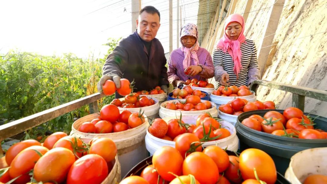 张掖甘州抓紧生产　保障菜篮子供应