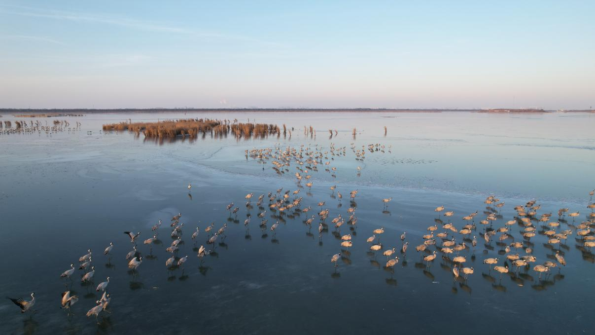 12月17日，大群的鹤在衡水湖冰面上“慢舞”。王铁良 摄