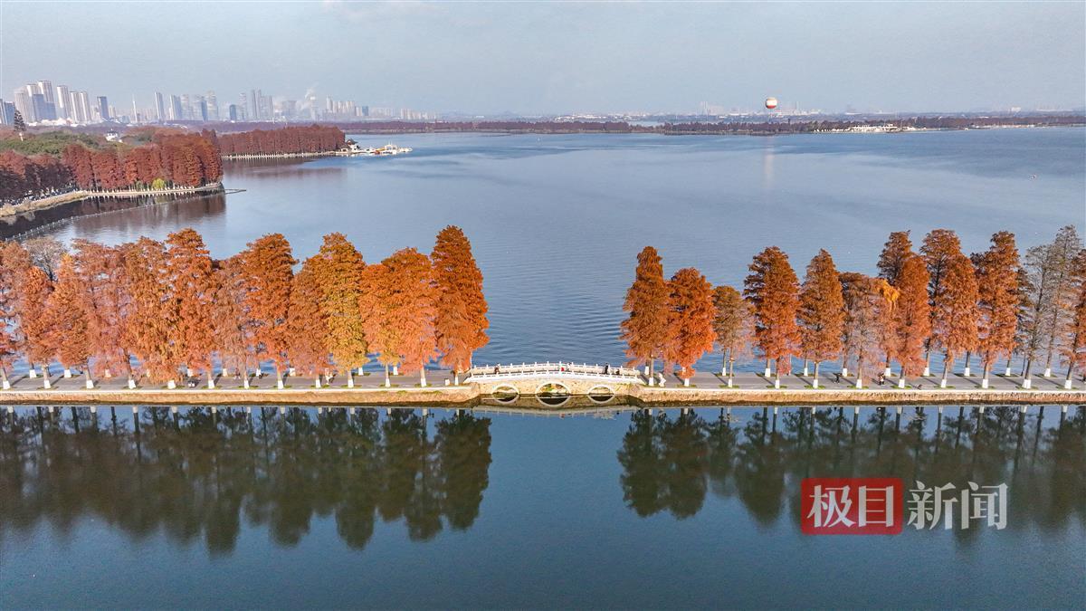 武汉东湖那一抹红 惊艳了冬天凤凰网湖北_凤凰网