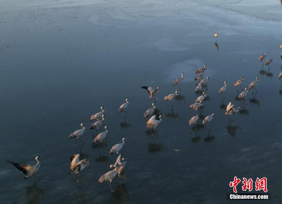 “京津冀最美湿地”河北衡水湖“冰舞台”迎来鹤舞团