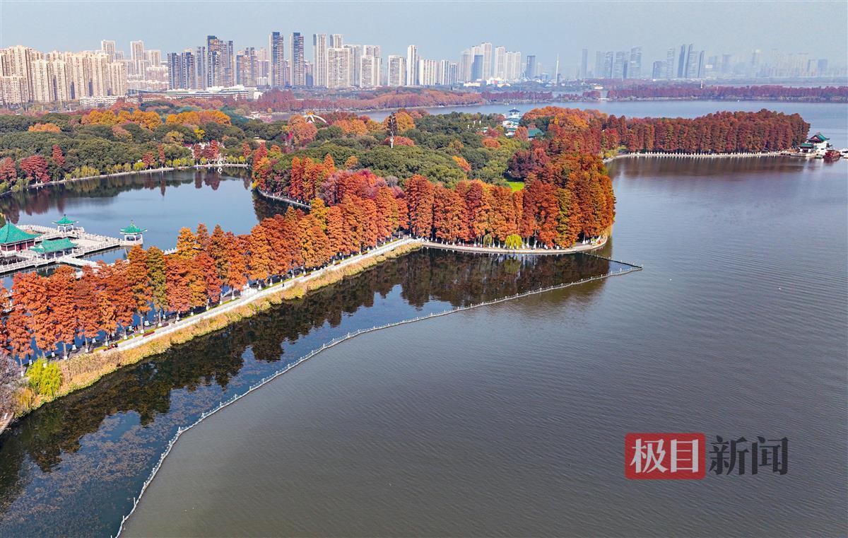 武汉东湖那一抹红 惊艳了冬天凤凰网湖北_凤凰网