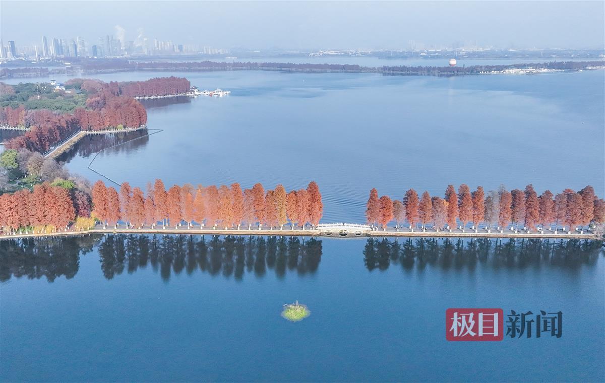 武汉东湖那一抹红 惊艳了冬天凤凰网湖北_凤凰网