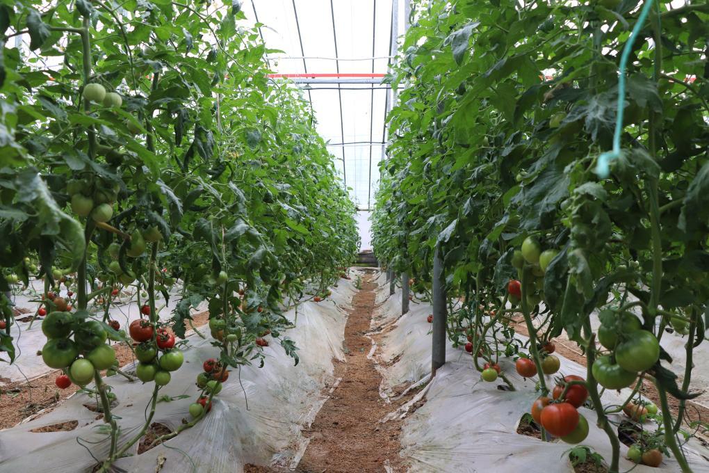 寿光市稻田镇崔岭西村蔬菜大棚里的草莓西红柿进入收获期.