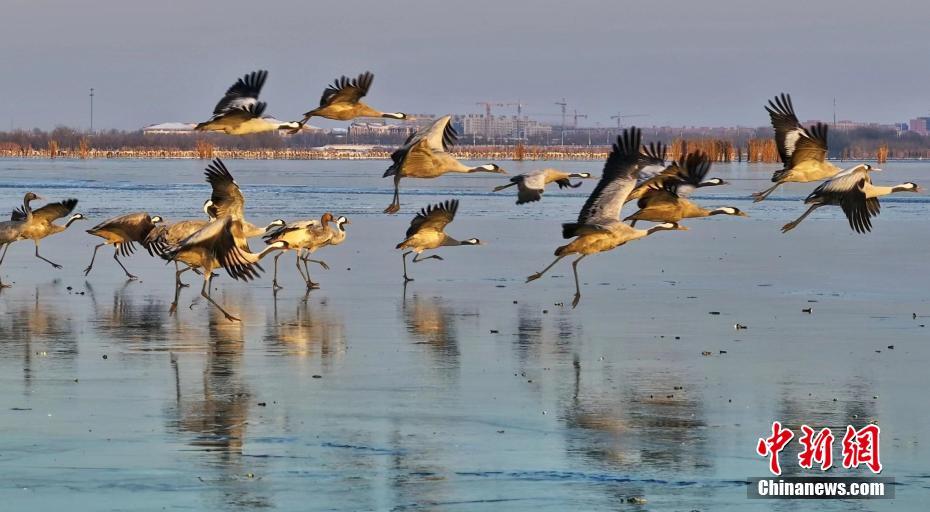“京津冀最美湿地”河北衡水湖“冰舞台”迎来鹤舞团