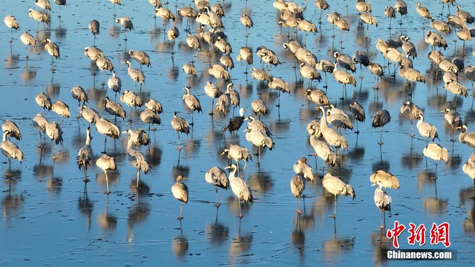 “京津冀最美湿地”河北衡水湖“冰舞台”迎来鹤舞团