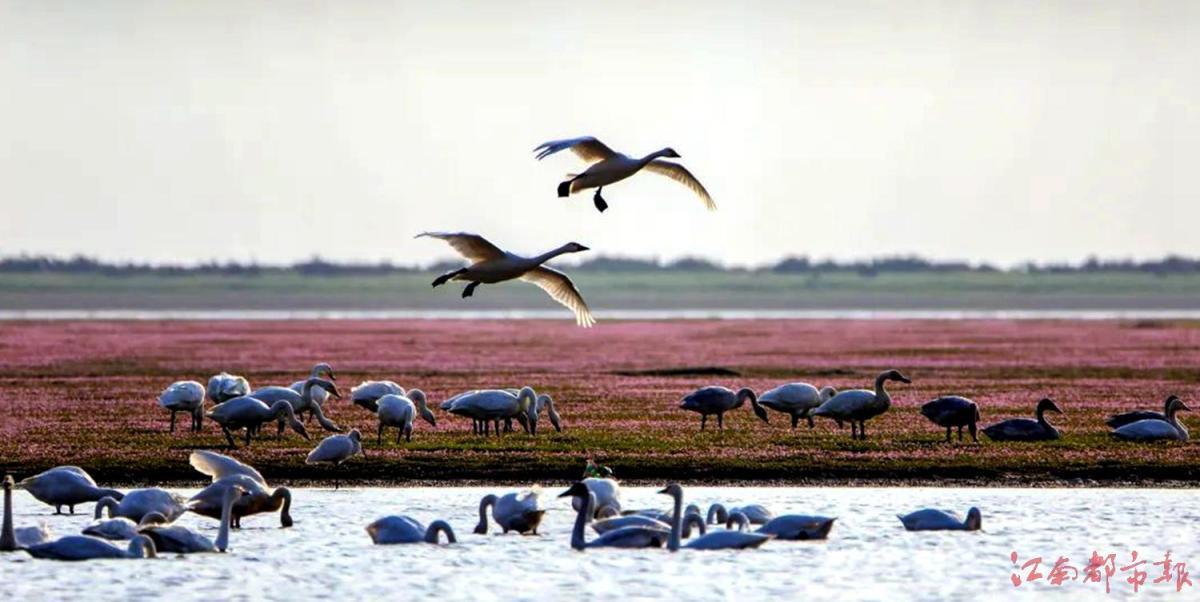 鄱阳湖区越冬候鸟逾70万只 种类共有58种凤凰网江西_凤凰网