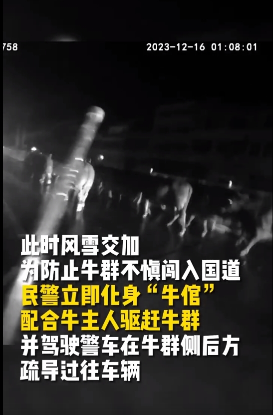 牛群走失 铜陵民警深夜冒雪找回 变身赶牛倌！