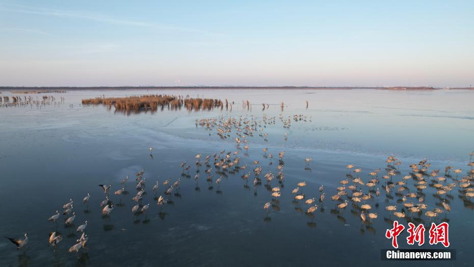 “京津冀最美湿地”河北衡水湖“冰舞台”迎来鹤舞团