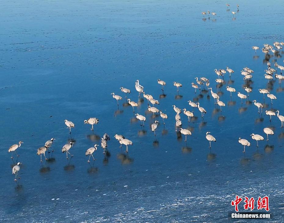 “京津冀最美湿地”河北衡水湖“冰舞台”迎来鹤舞团