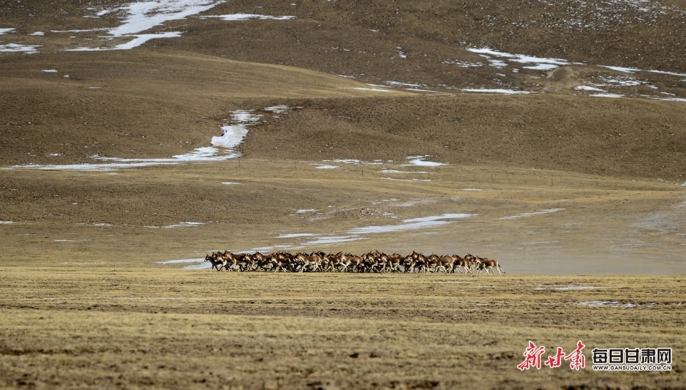 肃北盐池湾成野生动物乐园