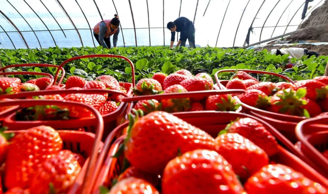 张掖甘州抓紧生产　保障菜篮子供应