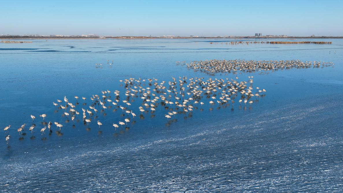 12月18日，鹤群聚集在衡水湖冰雪“大舞台”上。 李明 摄