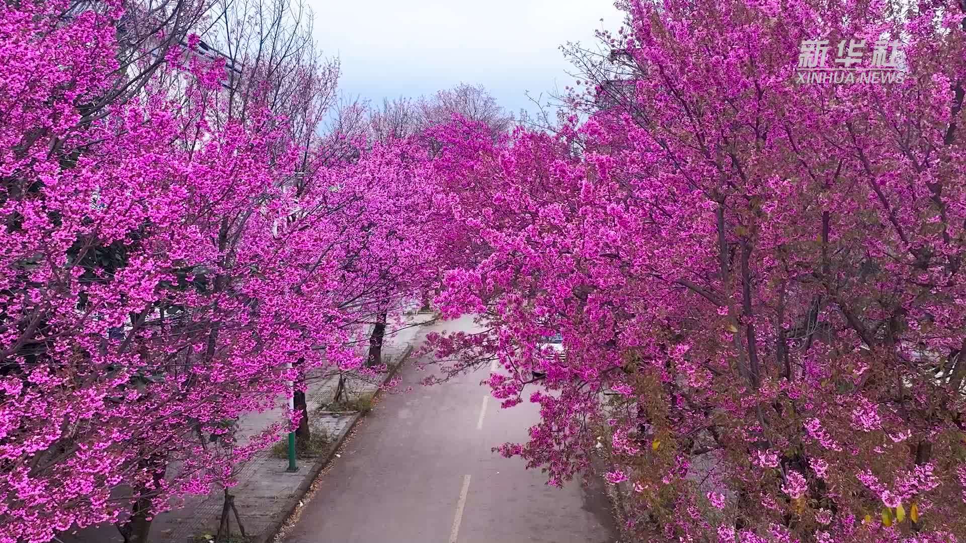 洱海源头 冬樱花开