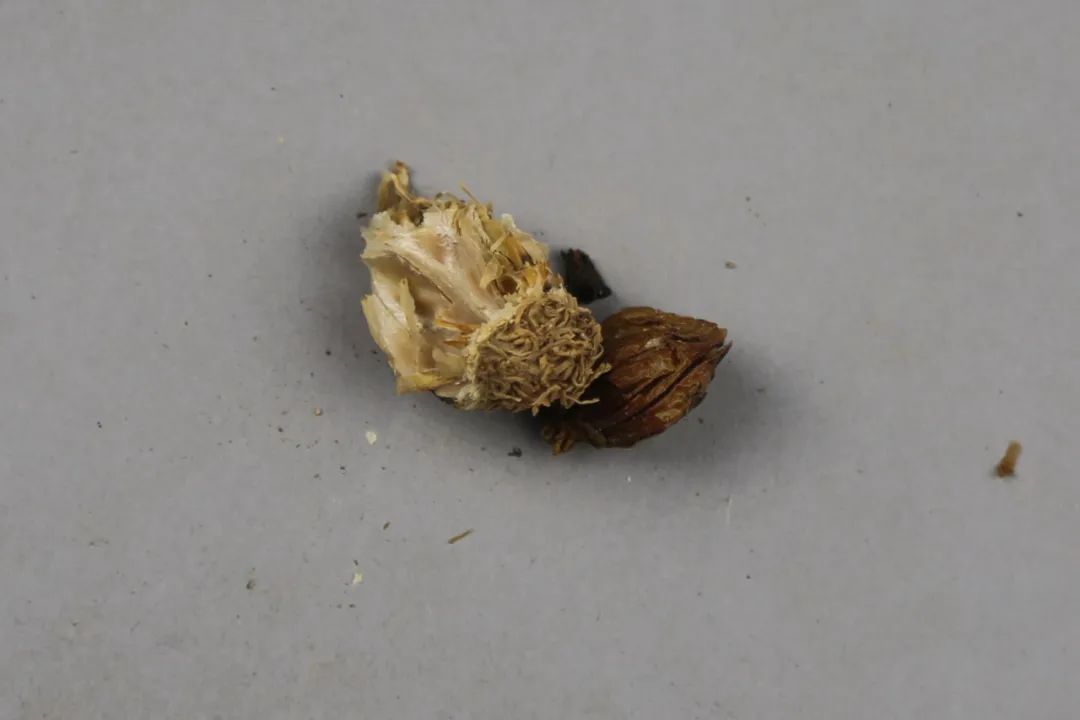 大蒜标本·汉代悬泉置出土丨甘肃简牍博物馆藏