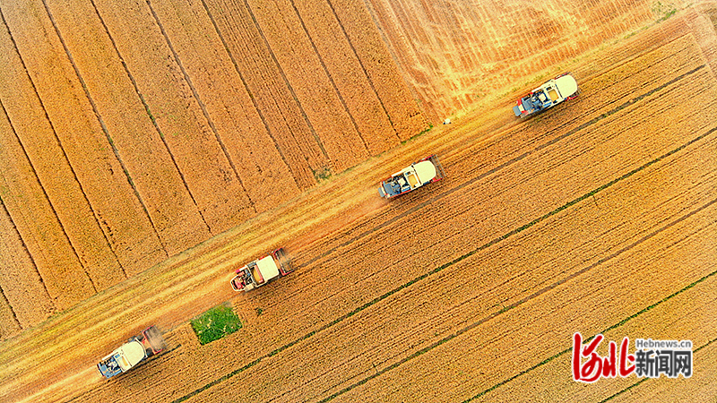 2022年麦收时节,联合收割机在曲周县河南疃镇收割小麦。(本报资料片) 河北日报通讯员 袁勤芬摄
