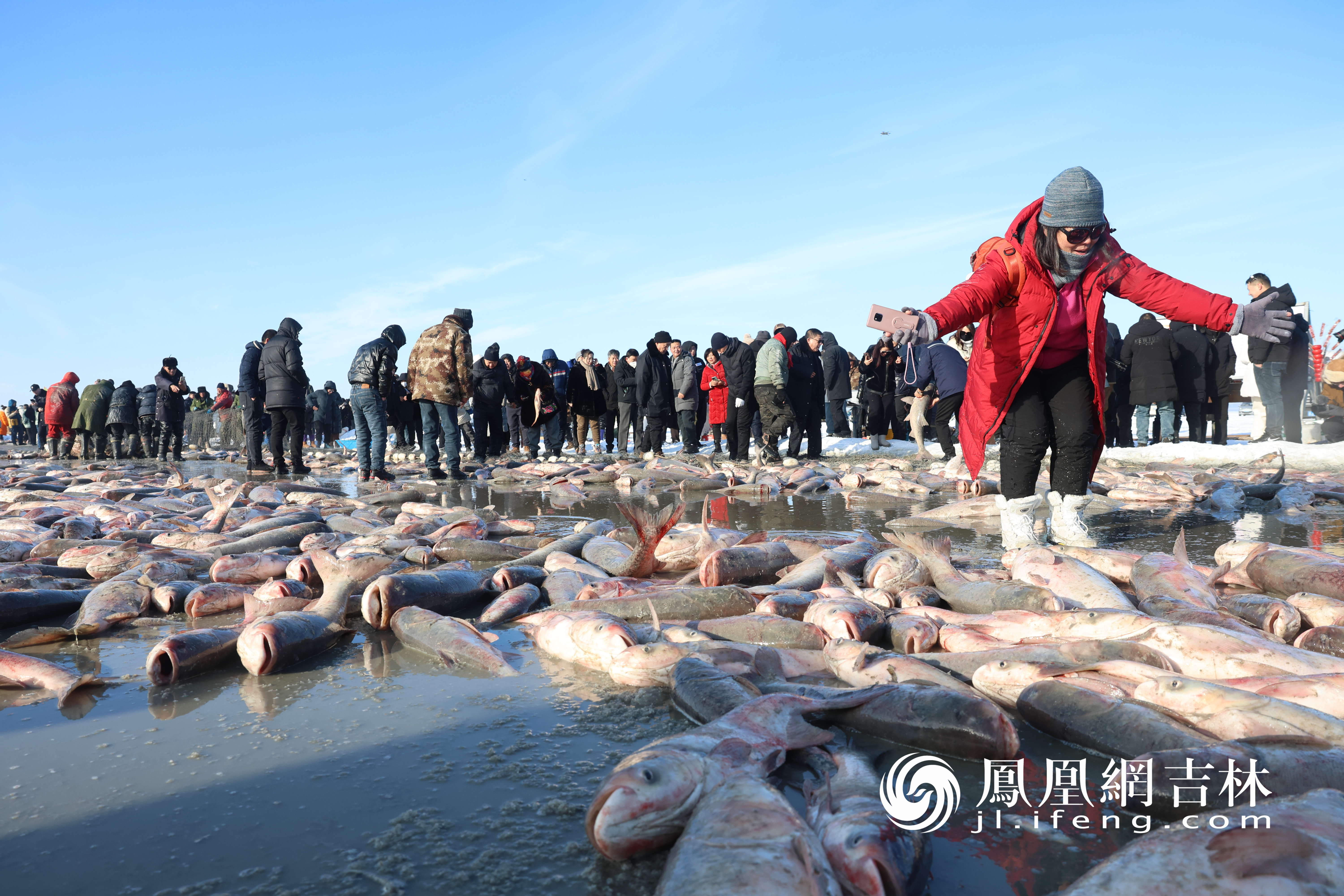 当大网缓缓地被拉出了水面，胖头鱼、鲢鱼、鲤鱼、鲫鱼等翻出了冰洞，渔工们不断地舀鱼、叉鱼。