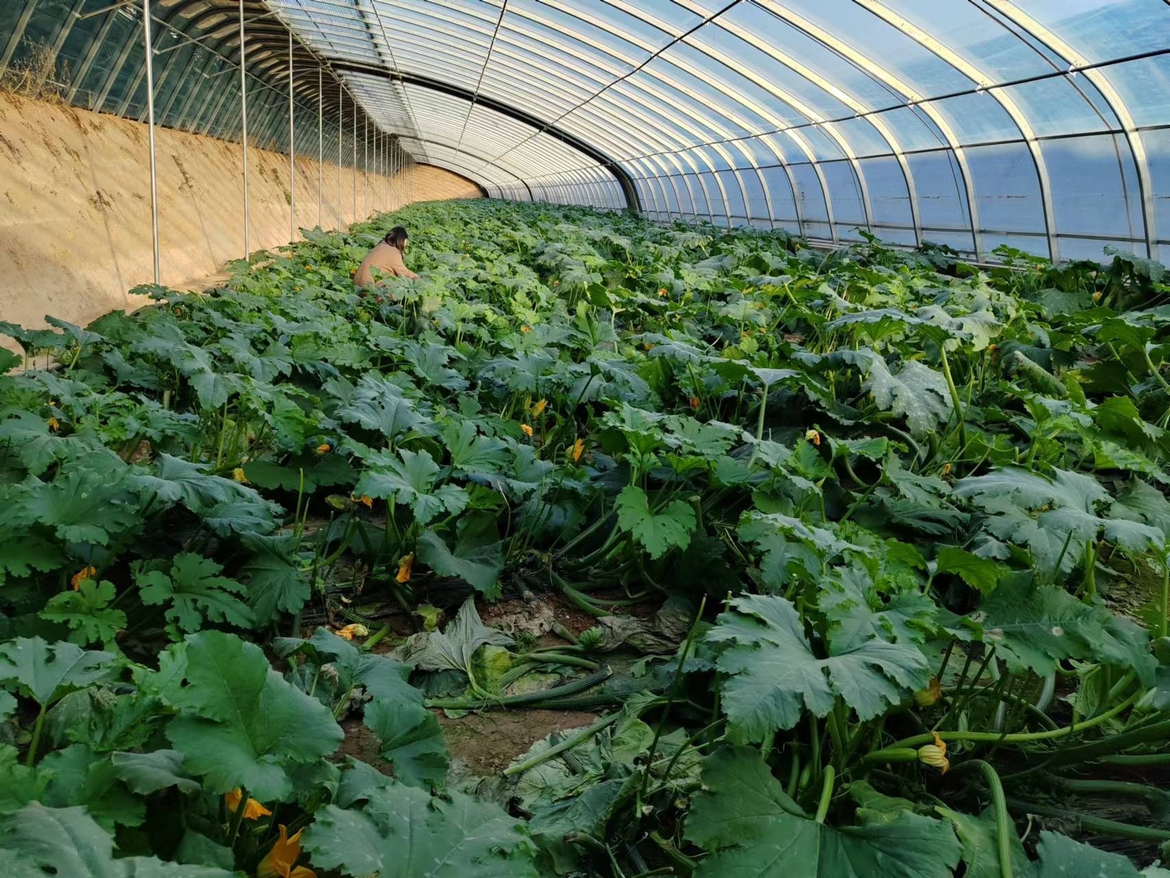 崇信县汭河川区日光温室里的蔬菜（于金玉　摄）