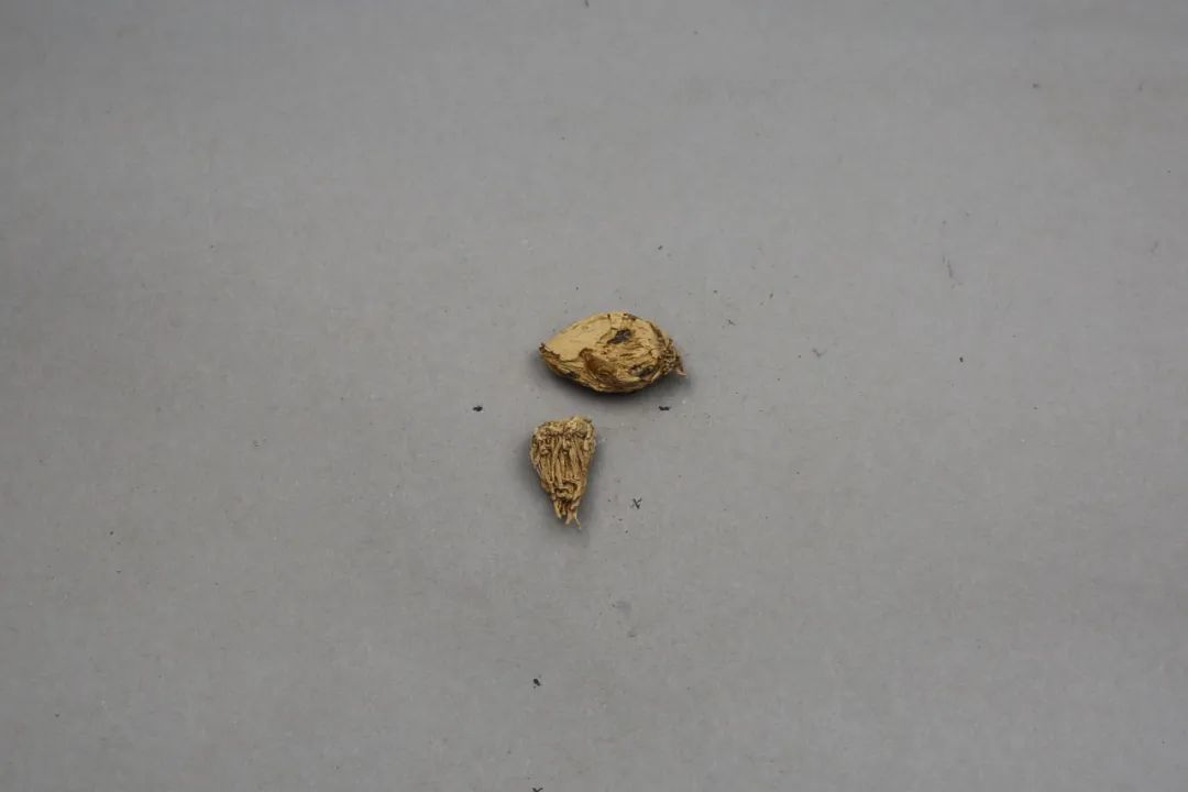 大蒜标本·汉代悬泉置出土丨甘肃简牍博物馆藏