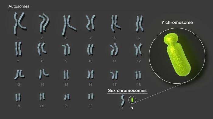 Y染色体是人类24条染色体中最后一个完成测序的。 图片来源：美国国家人类基因组研究所