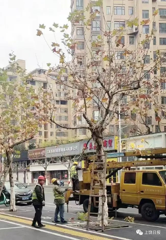 市园林局集中力量对辖区内街道、公园、广场绿化树木进行整形修剪，为园林植物健康生长“保驾护航”。记者 戴越 摄