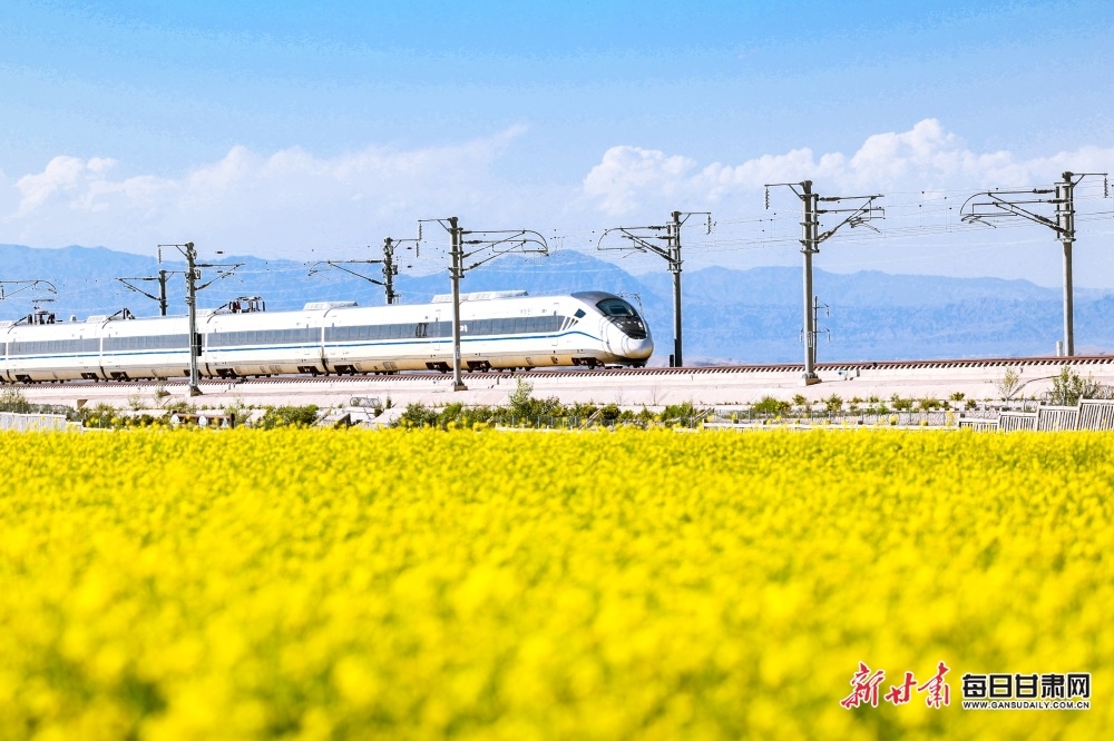 盛夏时节，祁连山下的山丹马场、民乐县境内的油菜花竞相开放，高铁飞驰在一望无际的油菜花海之间。新甘肃·每日甘肃网通讯员　徐凌波　许恒铭　柳永泉　叶俊海