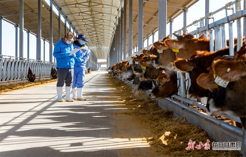 祁连山下的张掖市甘州区安阳乡甘肃云鑫娟姗奶牛养殖基地饲养车间，工作人员正在查看奶牛进食、体格生长等情况。新甘肃·每日甘肃网通讯员　杨潇