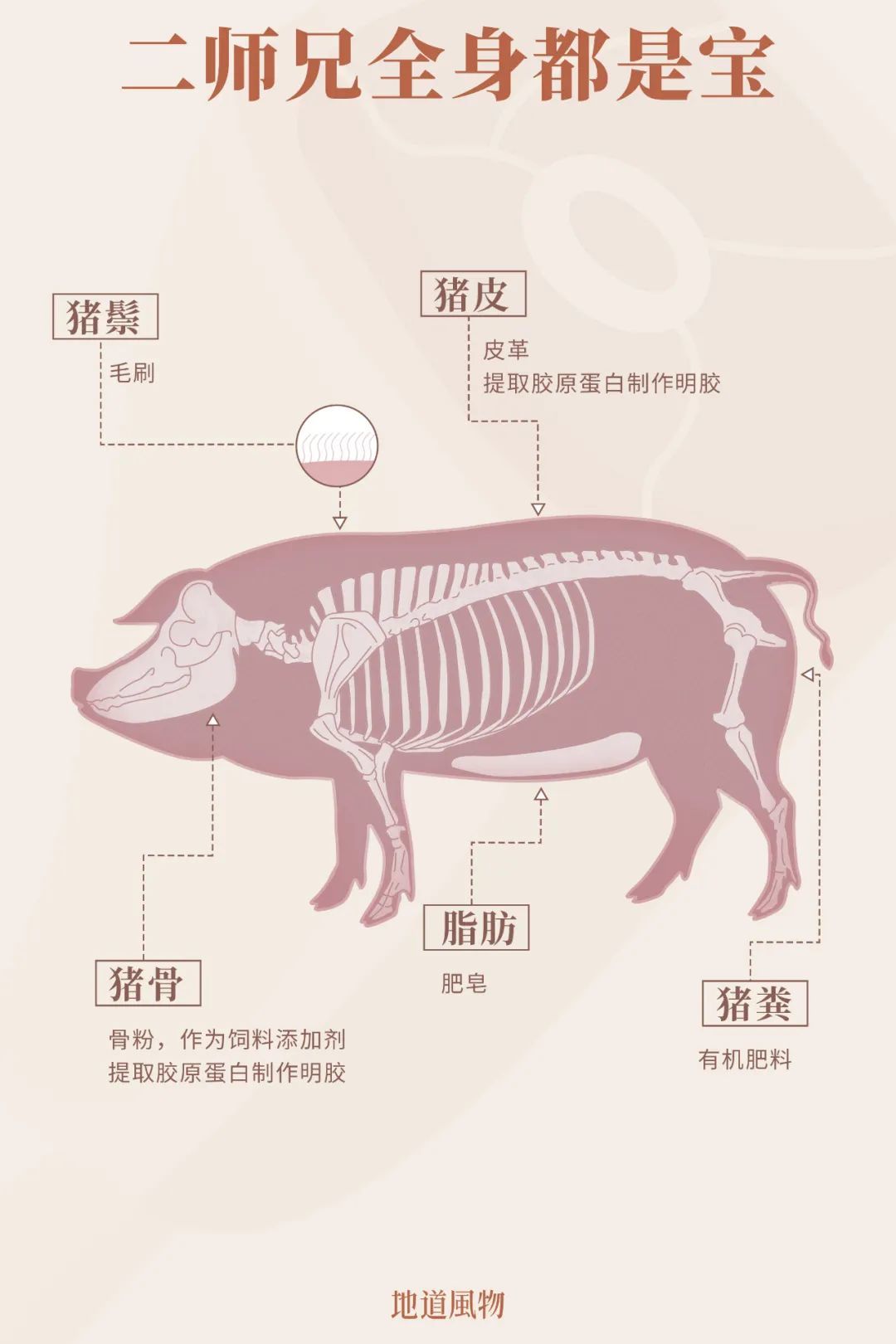 二师兄全身都是宝。制图/鱼一条