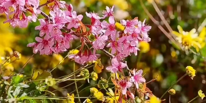 冬至时节“花枝不断四时春”，攀枝花市仁和区冬樱花美不胜收_凤凰网视频_凤凰网