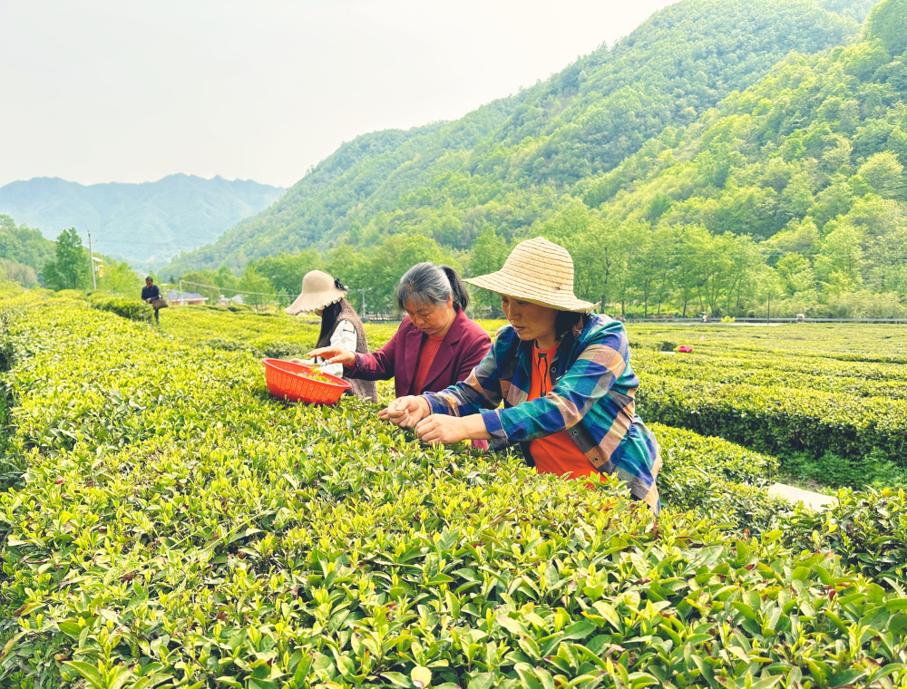 康县两河镇中营村茶农正在采摘夏秋茶