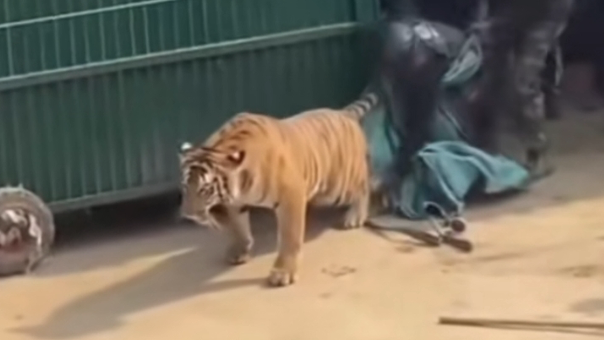 印度老虎进村被村民围观，遭猛扯尾巴当场制服