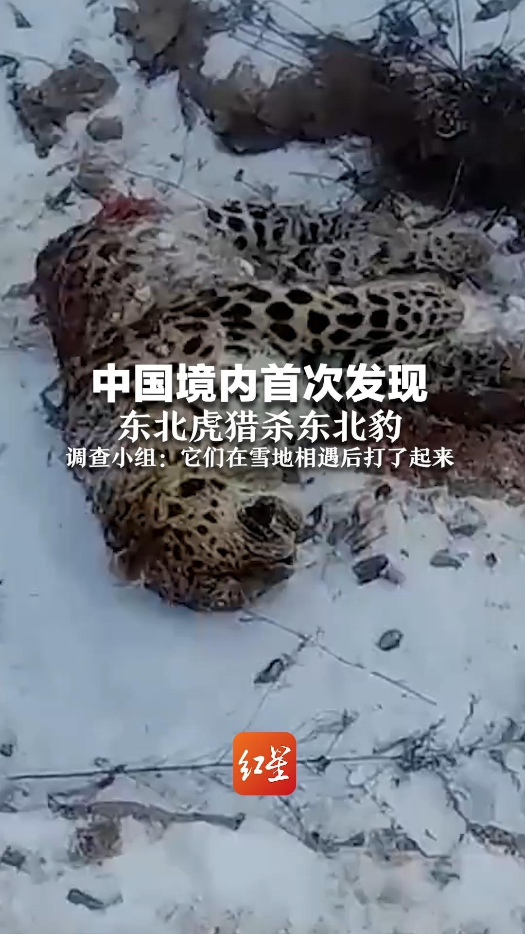 中国境内首次发现 东北虎猎杀东北豹 调查小组：它们在雪地相遇后打了起来