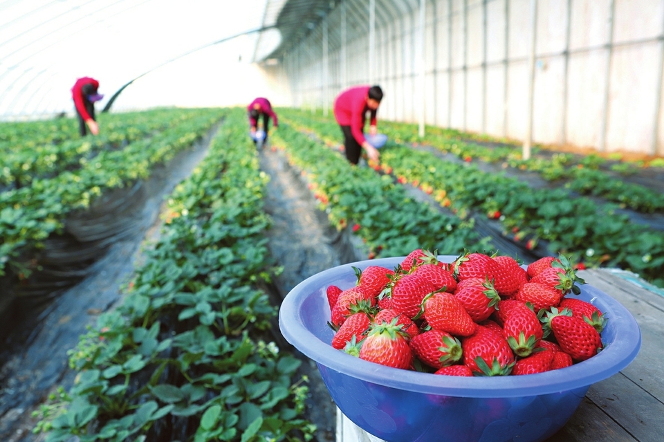 临汾市昭阳草莓采摘园的草莓进入成熟期