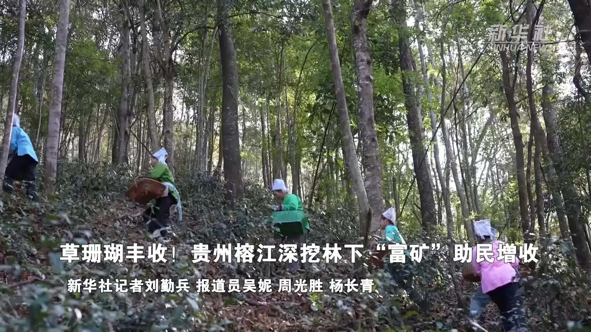 草珊瑚丰收！贵州榕江深挖林下“富矿”助民增收