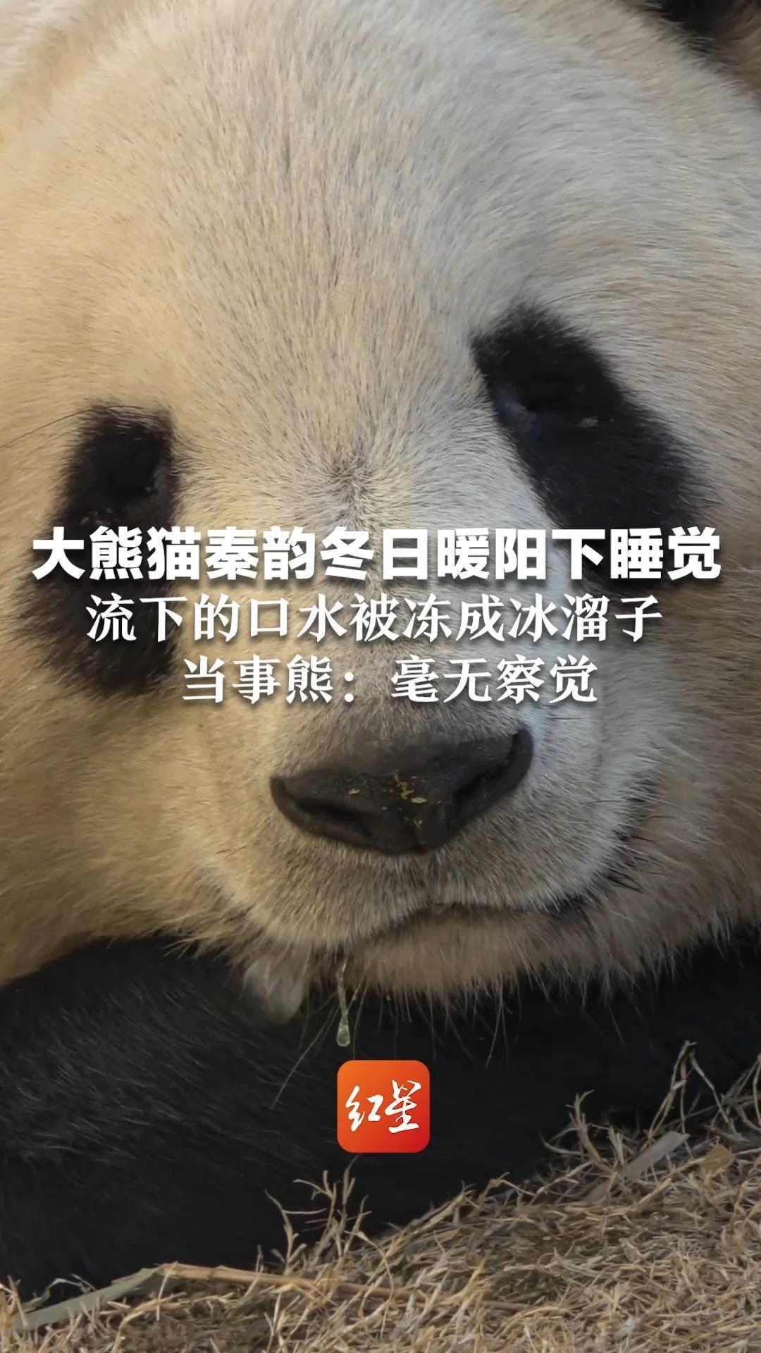 大熊猫秦韵冬日暖阳下睡觉 流下的口水被冻成冰溜子 当事熊：毫无察觉