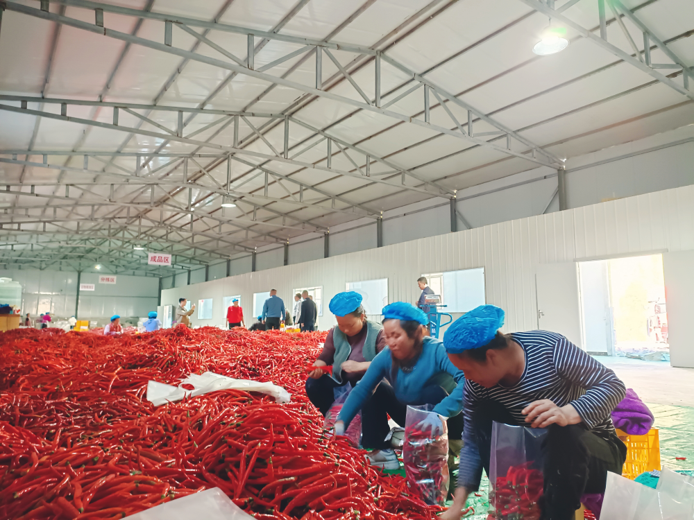 康县太石乡的乡亲们正在辣椒生产基地分拣辣椒