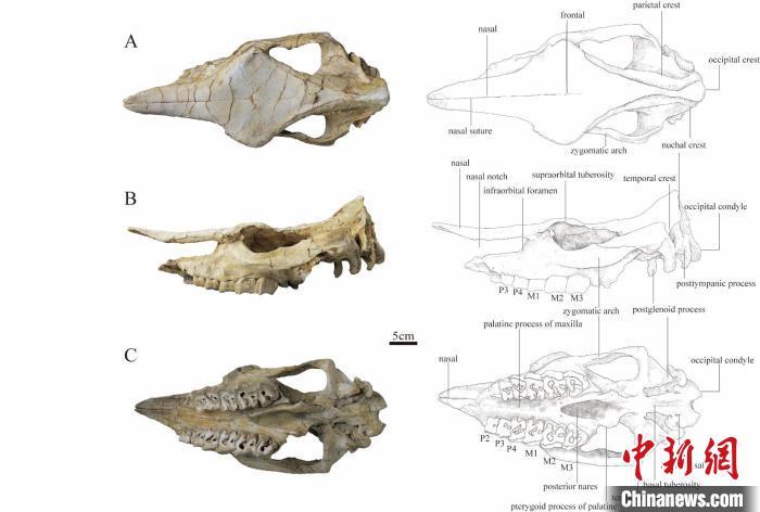 本次研究的邱氏巨獠犀头骨化石正型标本及其对应绘图　中国科学院古脊椎所/供图