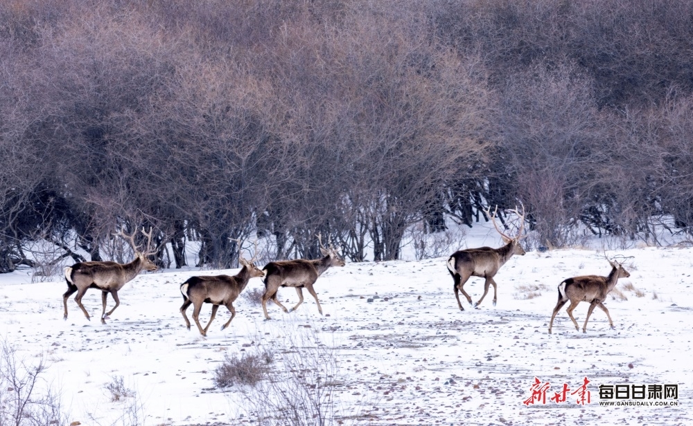 4月6日，肃南县皇城水库大雪纷飞，摄影爱好者邂逅了成群正在解冻的河面上觅食的马鹿。新甘肃·每日甘肃网通讯员　杨再宏