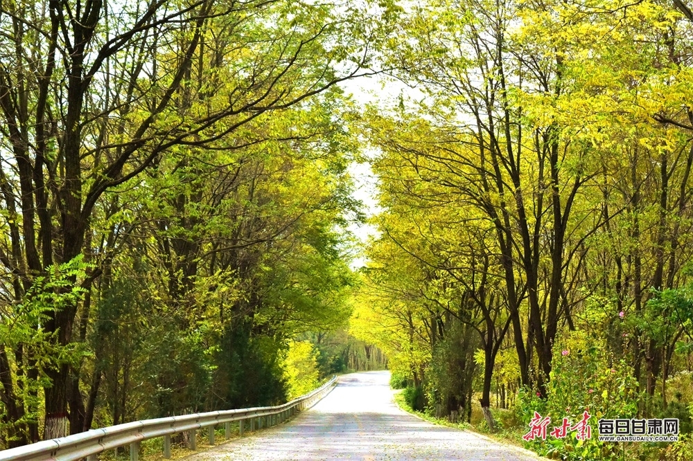 天水市秦州区的乡野间，碧空如洗、白云朵朵，梁峁沟壑间，层林尽染。新甘肃·每日甘肃网通讯员　高向明