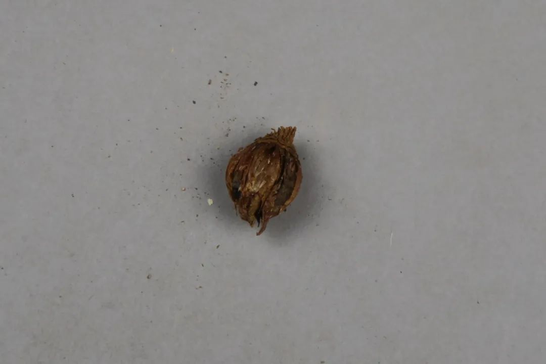 大蒜标本·汉代悬泉置出土丨甘肃简牍博物馆藏