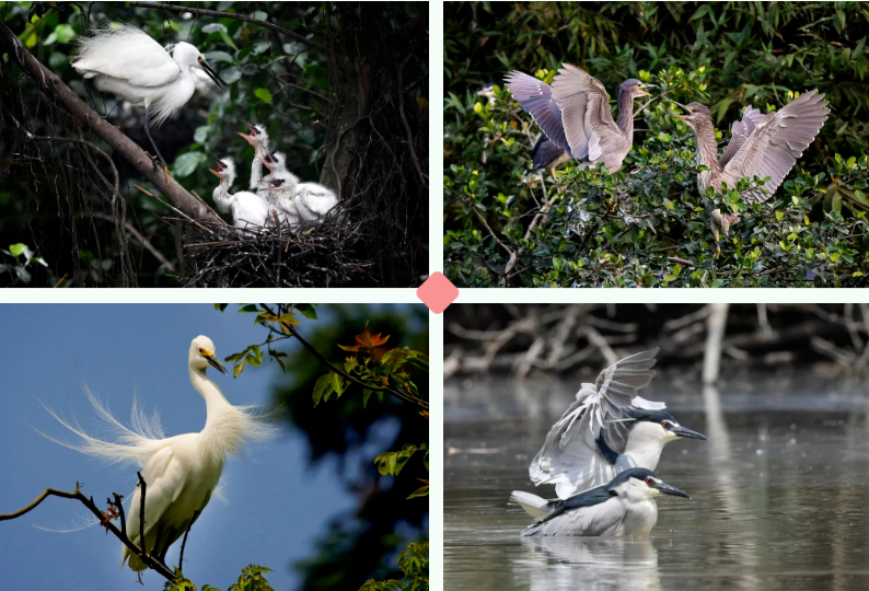 江门候鸟 阮国志 摄