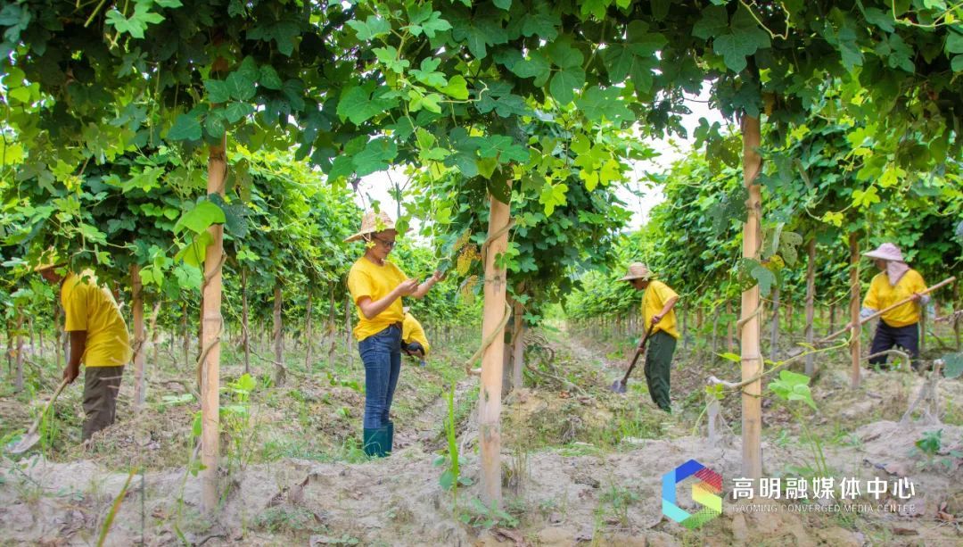 合水粉葛种植基地。赖志华摄