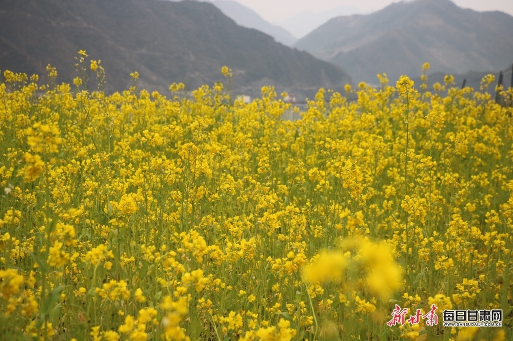 随着天气转暖，陇南市文县白水江沿岸油菜花次第开放，处处充满着勃勃生机。新甘肃·每日甘肃网通讯员　王小勇