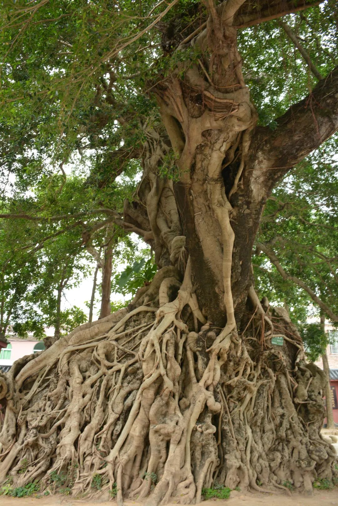 不輸潿洲島，比三亞更好吃！中國(guó)唯一37座海島組成的小縣，舒服的20°暖冬還私藏最美海岸