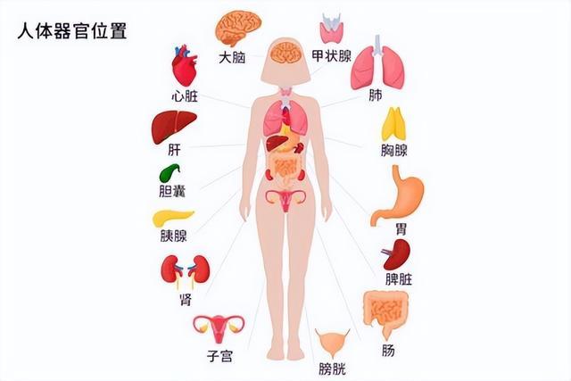 人體排毒時間表靠譜嗎沒想到被騙了這麼多年真相太扎心